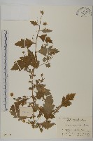 野菊藏品圖，第1張