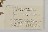 野菊藏品圖，第2張