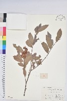 紅毛饅頭果藏品圖，第1張