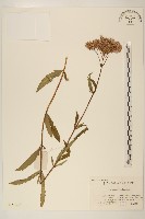 林氏澤蘭藏品圖，第1張