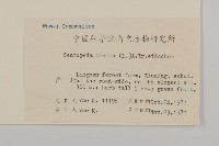 石胡荽、吐金草藏品圖，第2張