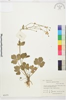 毛茛藏品圖，第1張