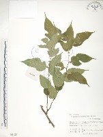 小構樹藏品圖，第1張