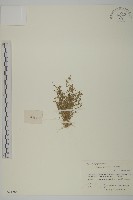 瓜槌草、漆姑草藏品圖，第1張