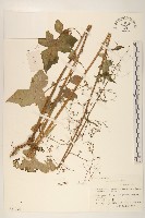 山萵苣藏品圖，第1張