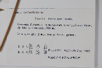 南天竹、天竹、蘭天竹藏品圖，第2張