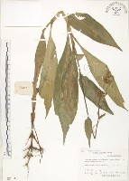 杜若藏品圖，第1張