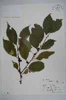 紫果冬青藏品圖，第1張