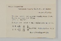 石胡荽、吐金草藏品圖，第2張