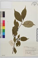 山鼠李藏品圖，第1張