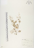 碎米薺藏品圖，第1張