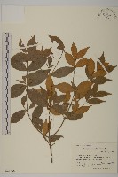 鴉椿衛矛藏品圖，第1張