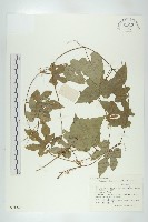 王瓜藏品圖，第1張