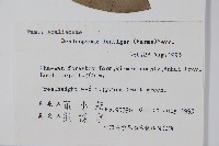 臺灣樹參藏品圖，第2張