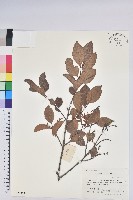 米飯花藏品圖，第1張