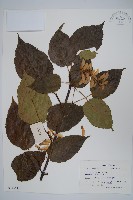 青榨槭藏品圖，第1張
