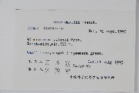 青榨槭藏品圖，第2張