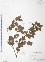 小葉赤楠藏品圖，第1張