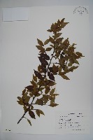 密毛假黃楊藏品圖，第1張