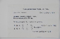 密毛假黃楊藏品圖，第2張