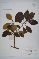 異色獼猴桃藏品圖，第1張