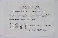 異色獼猴桃藏品圖，第2張