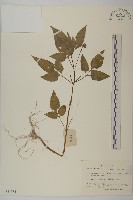 白花鬼針藏品圖，第1張