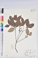 守城滿山紅、馬禮士杜鵑藏品圖，第1張