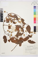 山木通藏品圖，第1張