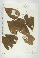 長葉赤瓟藏品圖，第1張