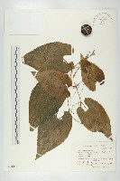 長葉赤瓟藏品圖，第1張