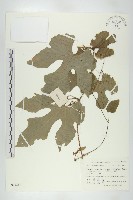 王瓜藏品圖，第1張