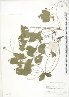 蛇莓、地莓、龍吐珠藏品圖，第1張