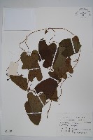 馬兜鈴藏品圖，第1張