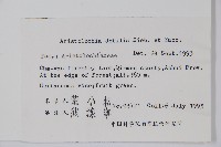 馬兜鈴藏品圖，第2張