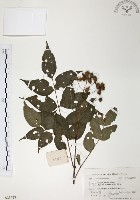 灰色木藍藏品圖，第1張