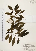 山胡椒藏品圖，第1張