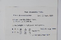 鹽膚木藏品圖，第2張