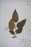 長毛八角楓藏品圖，第1張