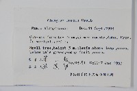 長毛八角楓藏品圖，第2張