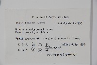 紫果冬青藏品圖，第2張