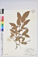 毛果珍珠花藏品圖，第1張