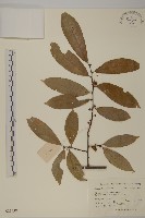 窄葉南蛇藤藏品圖，第1張