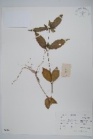 九頭獅子草藏品圖，第1張