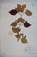 蝴蝶莢迷藏品圖，第1張