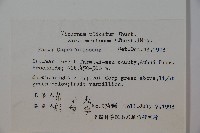 蝴蝶莢迷藏品圖，第2張