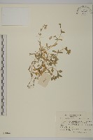 球序卷耳藏品圖，第1張