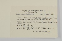 球序卷耳藏品圖，第2張