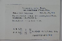 蝴蝶莢迷藏品圖，第2張