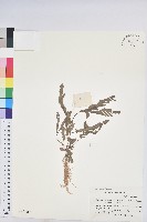 葉下珠、珠仔草藏品圖，第1張